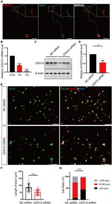 Cadherin-12 Regulates Neurite Outgrowth Through the PKA/Rac1/Cdc42 Pathway in Cortical Neurons